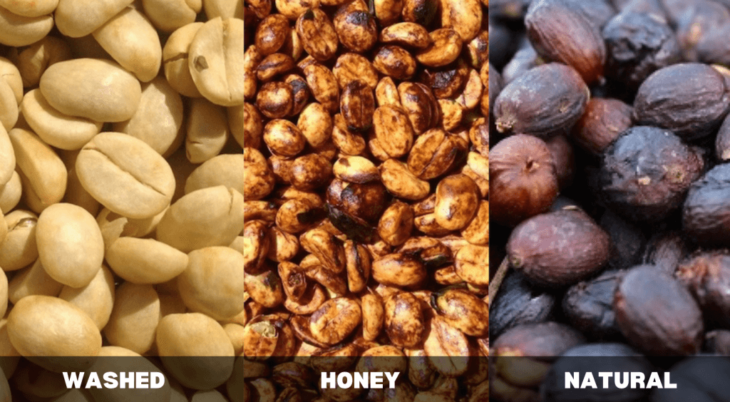 Difference Between Washed Coffee Beans and Honey Sundried Coffee Beans